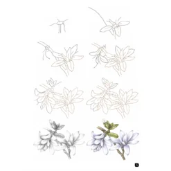 Draw 100: Flowers - J. Whittle & P. Brown -Painting Tool Shop Draw 100 Flowers 4