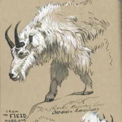 Faber-Castell Pitt Artist Pen - Black/White (Pack Of 4) -Painting Tool Shop Pitt Artist Pen BlackWhite Pack 4 5